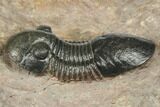 Crotalocephalina, Paralejurus & Reedops Trilobite Association #191741-4
